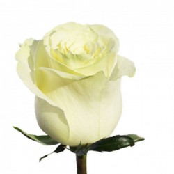 Роза белая Мондиаль (Эквадор)